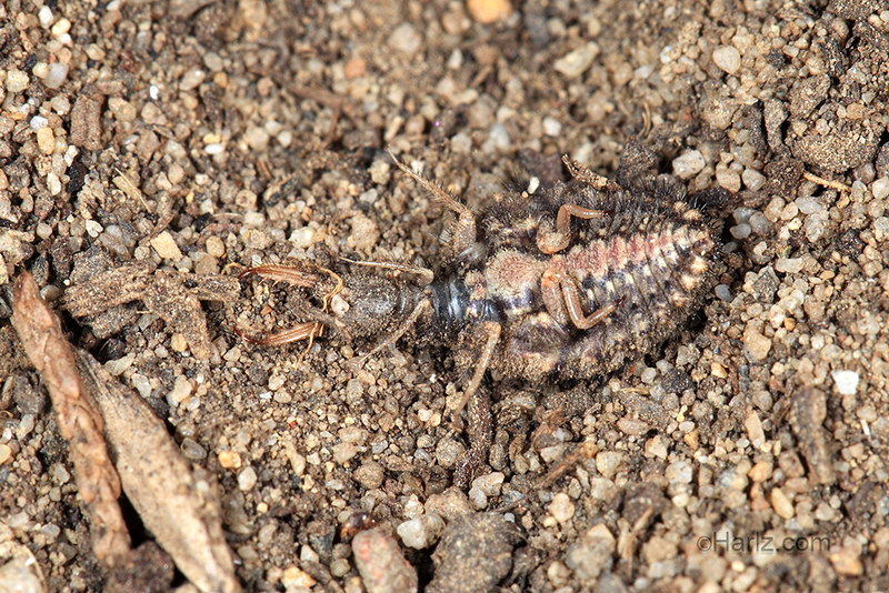 Insect mimicry