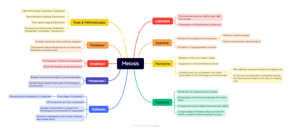 Mind map of cell cycle and cell division