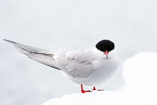 migration of bird arctic tern
