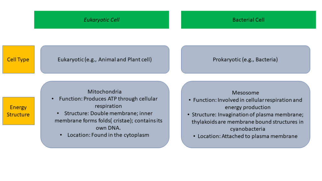 Which Structure Performs the Function of Mitochondria in bacteria?