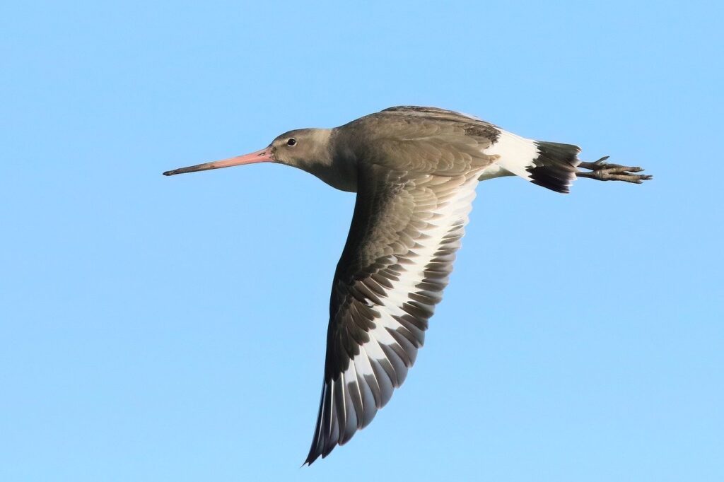 Migration of Bird ( Godwit)