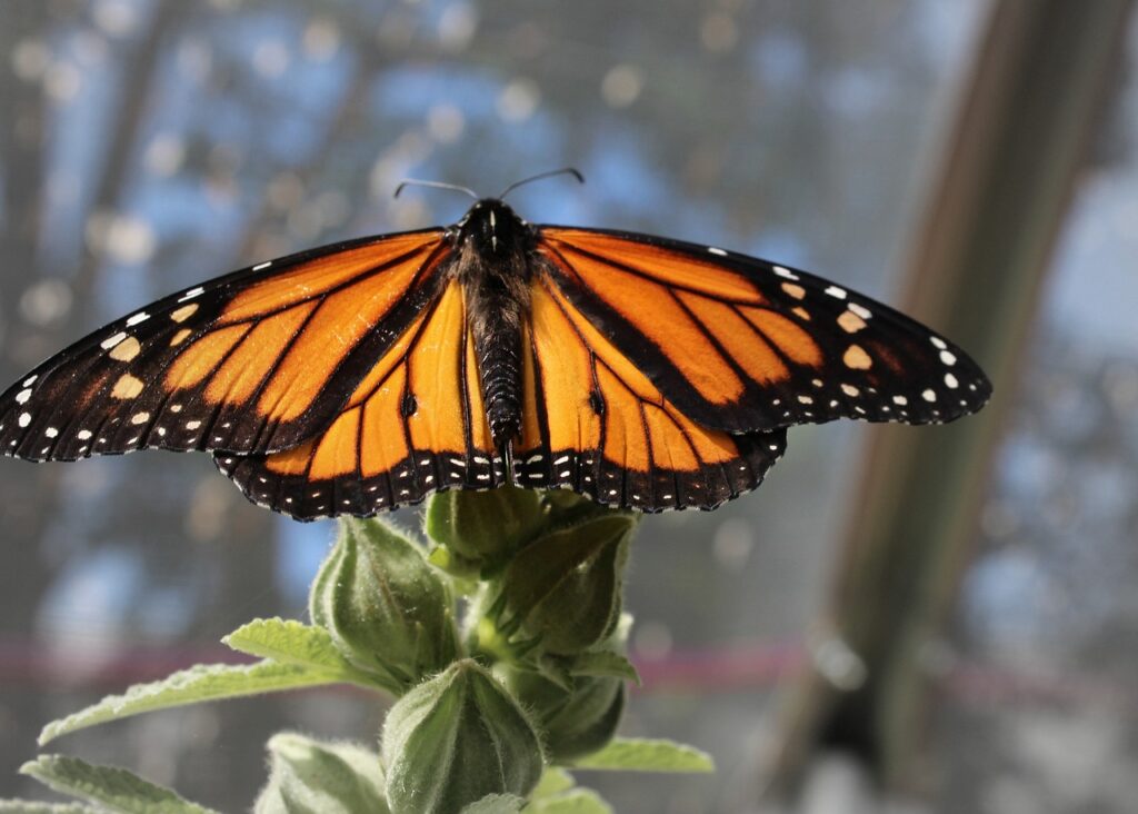 migration of bird (monarch butterfly)