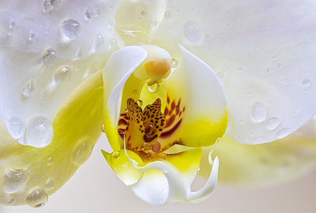 orchid insect mimicry