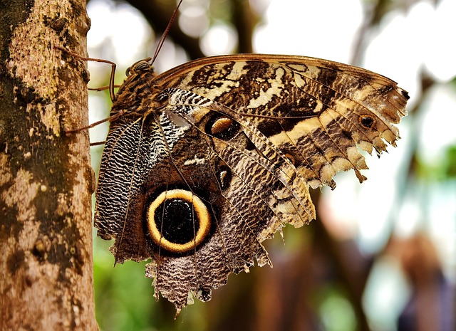 owl butterfly insect mimicry