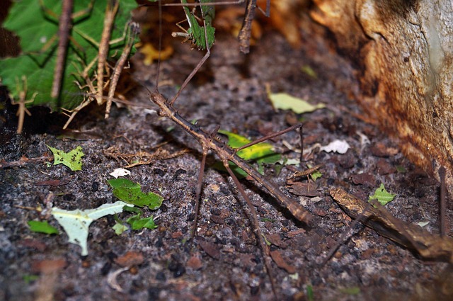 stick insect showing insect mimicry