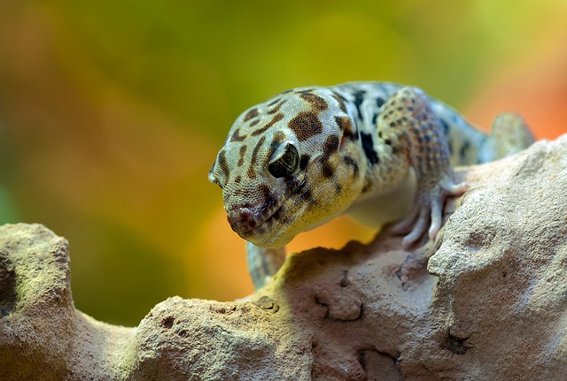 gecko insect mimicry
