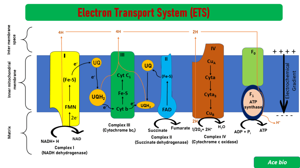 electron transport chain steps flowchart