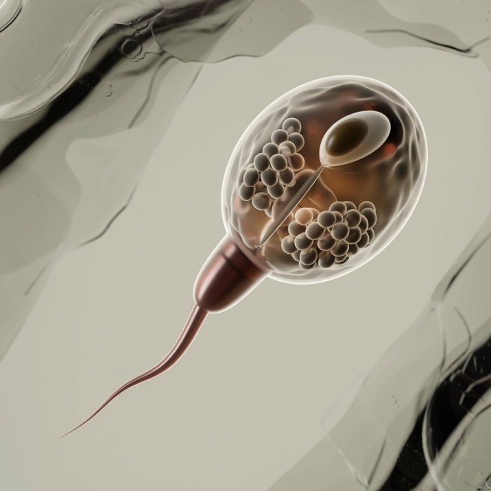 golgi body absent in sperm cell