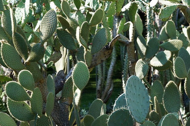 CACTI