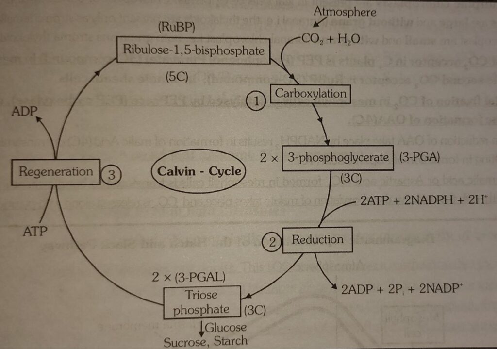 CALVIN CYCLE
