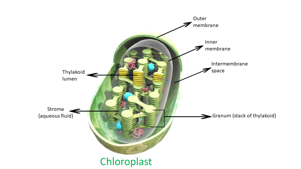 chloroplast
