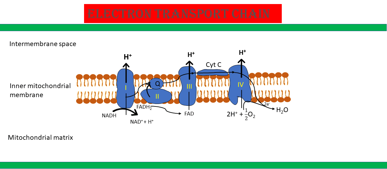 electron transport chain steps