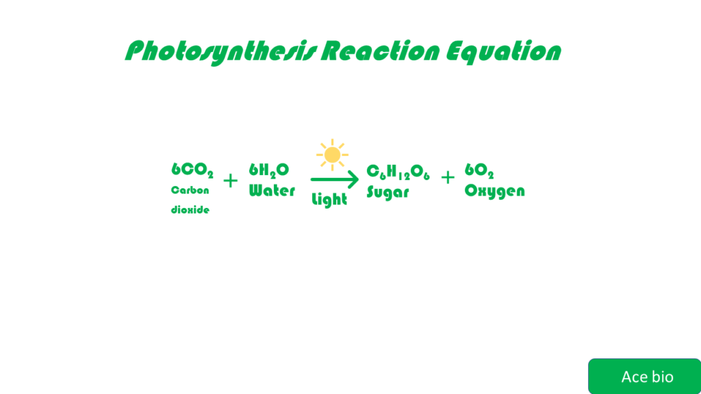photosynthesis in higher plants equation
