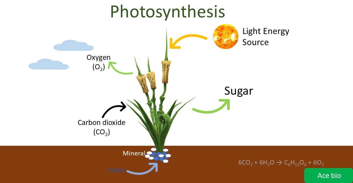 Photosynthesis in higher plants