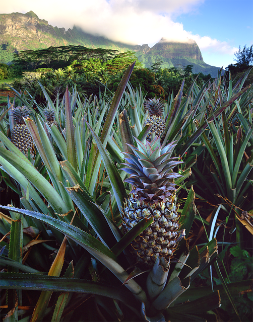 PINEAPPLE