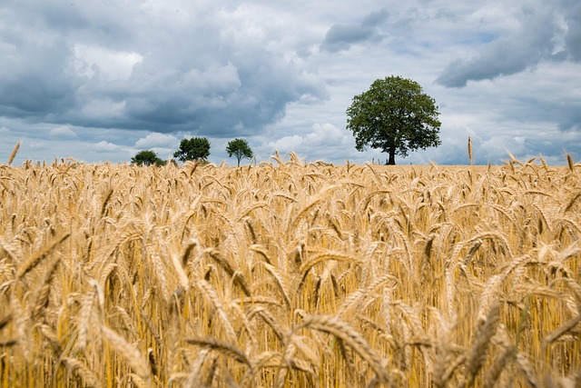 WHEAT
