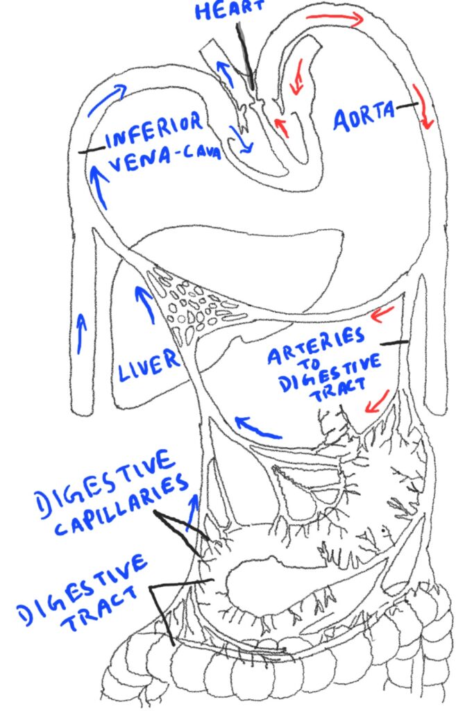 hepatic Portal system