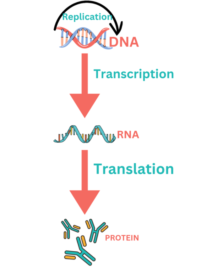 The Central Dogma of Molecular Biology