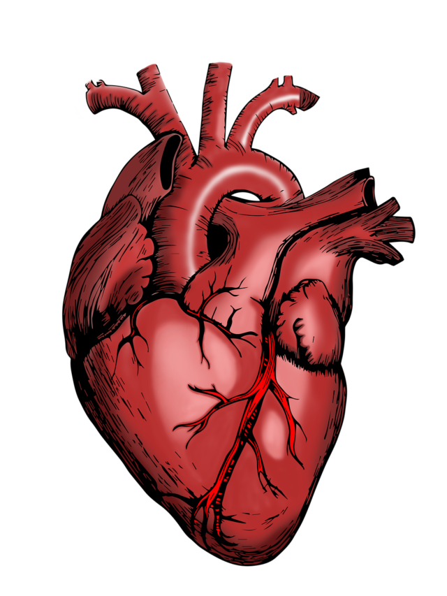 Human Heart: Structure and Function